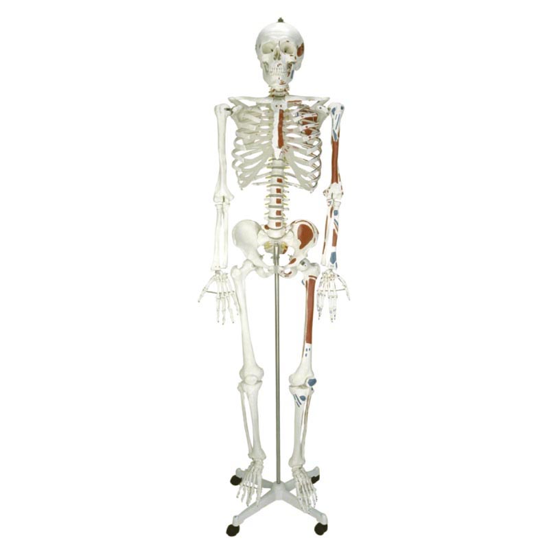 人體骨骼附半邊肌肉著色模型170cm.jpg