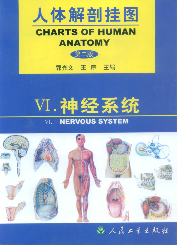 人體解剖掛圖-神經(jīng)系統.jpg