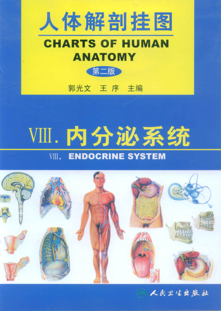 人體解剖掛圖-內分泌系統.jpg