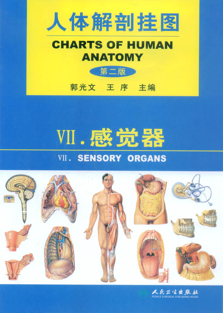 人體解剖掛圖-感覺(jué)系統.jpg