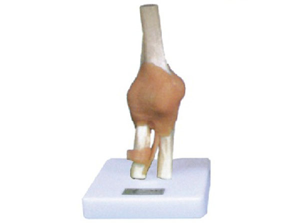 肘關(guān)節功能模型（附韌帶）.jpg